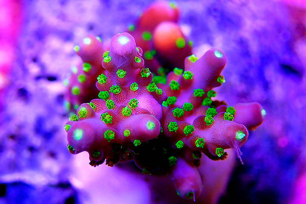 Reef Evolution Powder - poudres pour aquarium