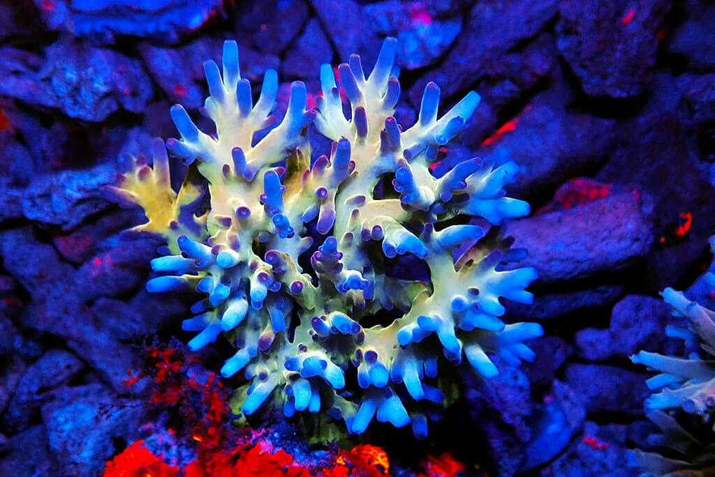 Reef Evolution - Reef Shots
